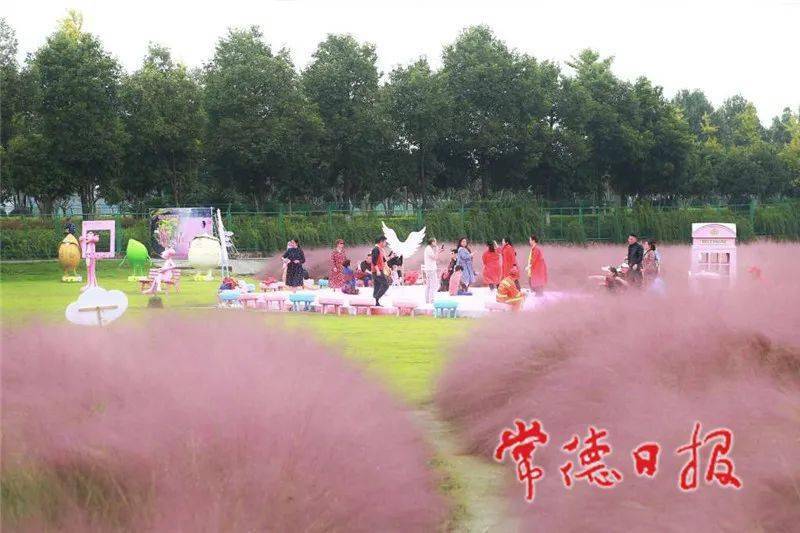 MK电竞：
国庆中秋常德人游常德之城头山：千年古城的粉红穿越(图3)