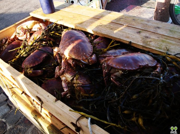 大脑：脾是重要免疫器官，但我控制脾-MK电竞