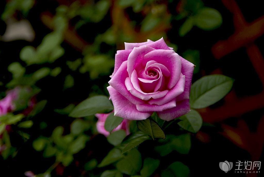 【MK电竞】水皮:蚂蚁金服王者归来 科创板真金不怕火炼(图1) MK电竞